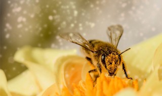 蜜蜂是什么时候开始采蜜的 蜜蜂什么时候采蜜?