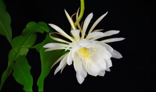 昙花是仙人掌花吗图片 昙花是仙人掌花吗