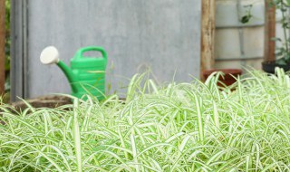 如何防止杂草生长 绿化怎么防止长杂草