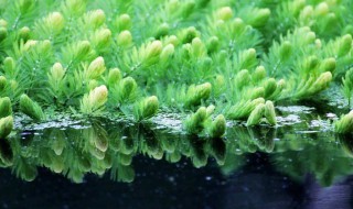 狐尾藻的养殖方法和注意事项 狐尾藻的养殖方法和注意事项图片
