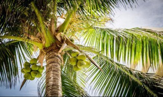 椰子的成熟季节在什么时候啊 椰子的成熟季节在什么时候啊