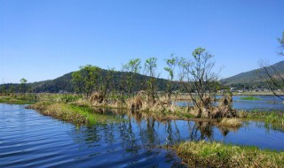 湿地公约将湿地分为什么和人工湿地两大类 关于湿地你了解多少