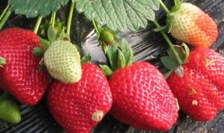 草莓适合哪些地方种植? 草莓适合什么地方种植