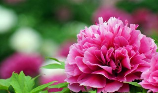 牡丹花是中国的国花它象征着什么 牡丹花是中国的国花它象征着什么意义