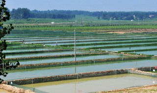 小龙虾池塘养殖的优点是什么 小龙虾池塘养殖的优点