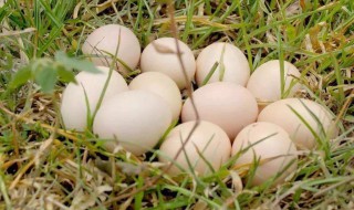 鹅蛋的功效与作用 鹅蛋的功效与作用什么人不能吃鹅蛋