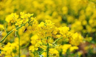 形容油菜花的美的句子 形容油菜花很美的句子