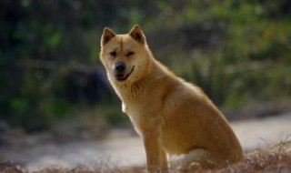 田园犬如何剃毛 田园犬如何剃毛视频