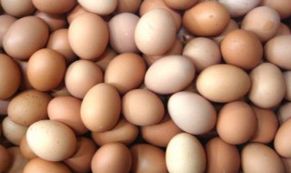 鸡蛋的卵细胞由什么组成 鸡蛋的卵细胞由什么构成