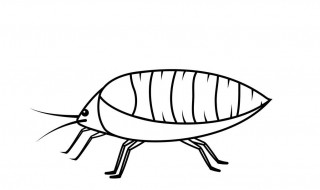 一般观察蚜虫在12月份比较合适对吗 观察蚜虫在12月份合适吗
