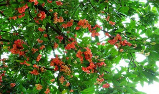 氨基酸对果树使用时间的影响 氨基酸对果树使用时间