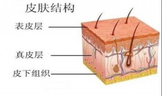 角质层薄怎样护肤 皮肤角质层薄如何护理