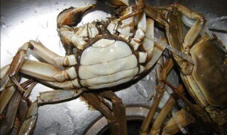 螃蟹买回来死了能吃吗 螃蟹买回来死了能吃吗有毒吗