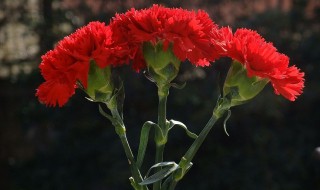 红色康乃馨花语是什么 红色康乃馨的花语是