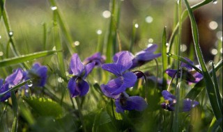 紫罗兰的花语是什么代表着什么 紫罗兰的花语是什么
