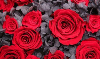 15朵玫瑰的花语是什么 15朵玫瑰花花语是什么