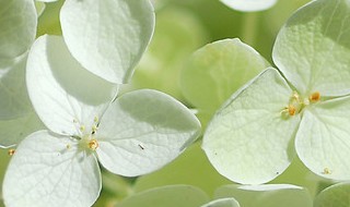白色绣球花的花语是什么呢 白色绣球花的花语是什么