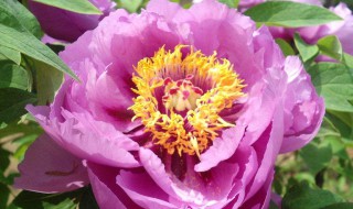 紫牡丹花的寓意 紫牡丹花语是什么