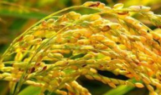 小麦和大米哪个营养高些 小麦和大米哪个营养高