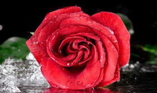 红玫瑰花语是什么 红玫瑰花语是什么意思