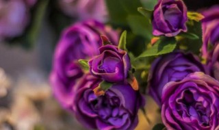 玫瑰花语是什么 紫玫瑰花语是什么