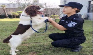 警花与警犬中都有什么犬（警花与警犬的狗是警犬吗）