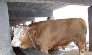 育肥牛一般几个月出栏 育肥牛几个月出栏体重多少