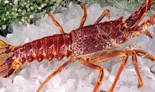澳洲龙虾怎么弄 澳洲龙虾步骤