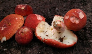 红菇菌种制作方法 红菌菇制作方法
