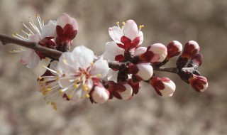 杏花怎么做好吃 杏花怎么做好吃视频