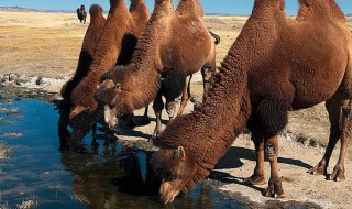 当世仅存的野骆驼种群在中国的哪个地方 野骆驼种群在中国的哪一个地区