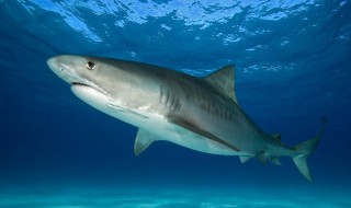 世界十大最恐怖鲨鱼（世界十大最恐怖的鲨鱼）