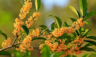 桂花苗怎么种 桂花苗怎么种植方法