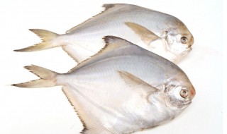 平鱼的营养价值 平鱼的营养价值对心脑