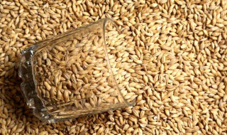 麦芽的营养价值 麦芽有什么营养