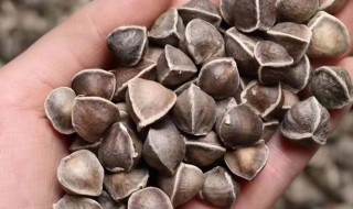 辣木籽的功效与服用方法吃辣木籽可以治疗便秘吗 辣木籽的功效与服用方法