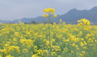 梦见油菜是什么意思 梦见喝菜油是什么意思