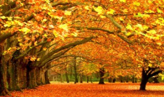 关于秋天的词语两个字 关于秋天的词语两个字或四个字