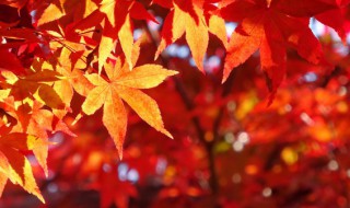 关于秋天的词语大全 关于秋天的词语大全集