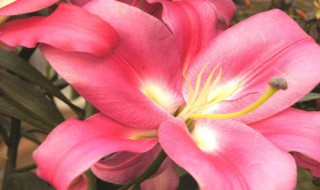 粉色百合花花语是什么 粉百合花的花语是什么