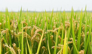 海水稻的培育利用了什么多样性 海水稻和普通水稻的不同体现了生物哪方面的多样性