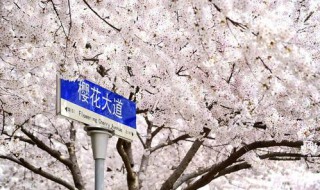 中国四月哪里有樱花 四月底还有樱花吗中国
