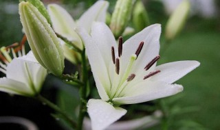 12朵百合花花语是什么 20朵百合花语