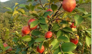 大红花油茶树生长条件 大果红花油茶适应什么地方种植