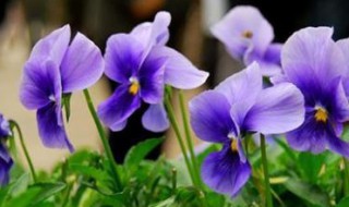 紫色三色堇的花语是什么 蓝紫色三色堇花语