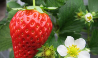 草莓上市时间 句容草莓上市时间