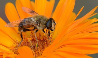 蜜蜂怎样取糖 养的蜂如何取糖