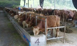 养牛场规模的划定 小型养牛场基本设置
