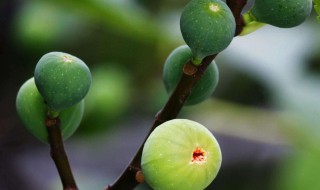 低氯复合肥能用于果树吗? 低氯复合肥能用于果树吗农村