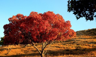 五角枫树的种植方法 五角枫树的种植方法和管理